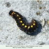 spialia orbifer pyatigorsk larva5 2